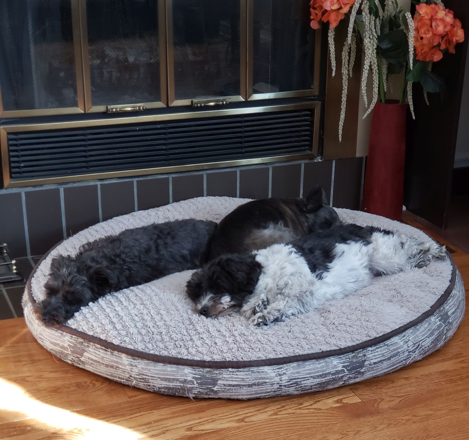 Three small mini schnauzers laying in a dog bed together