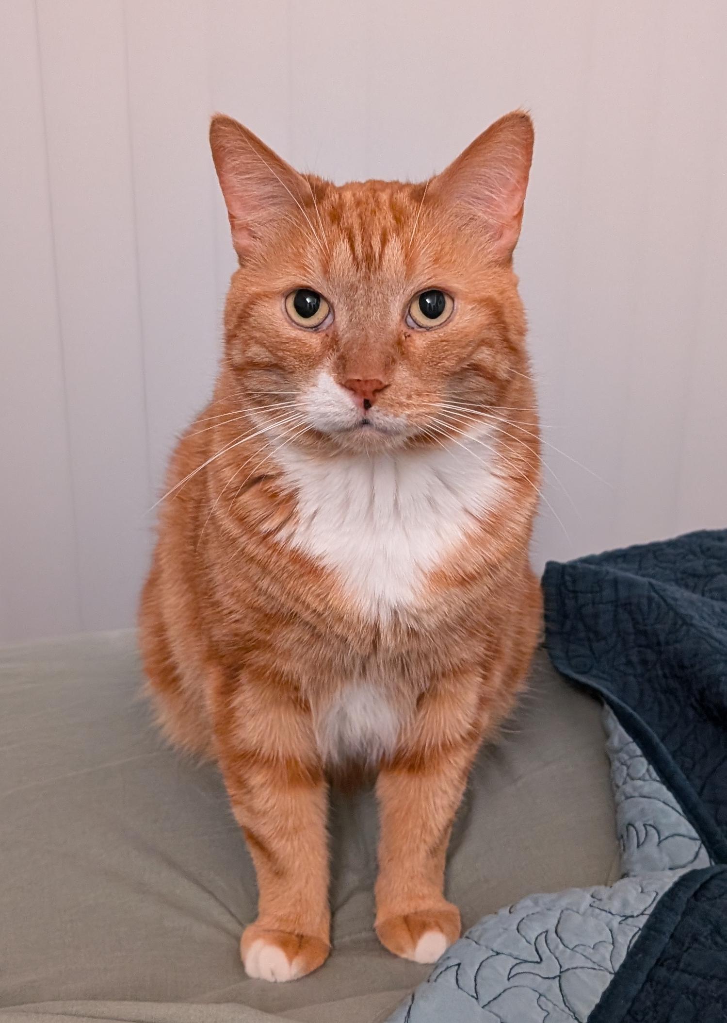 'Orange cat sitting on a bed'